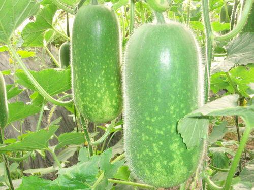 17CG吃瓜网官网,揭秘娱乐圈幕后故事，带你领略网络娱乐新风向